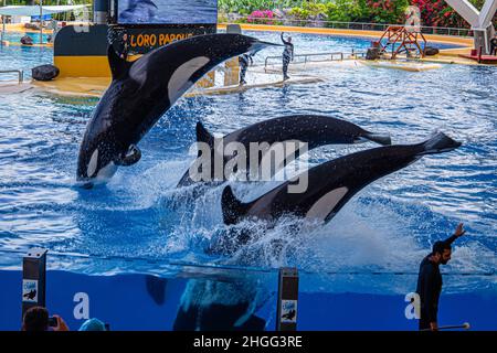 Les épaulards sautent de la piscine lors d'un spectacle au Loro Parque, à Tenerife Banque D'Images