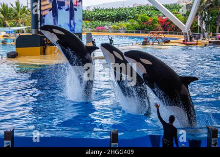 Les épaulards sautent de la piscine lors d'un spectacle au Loro Parque, à Tenerife Banque D'Images