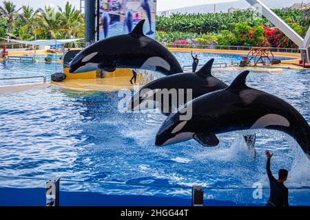 Les épaulards sautent de la piscine lors d'un spectacle au Loro Parque, à Tenerife Banque D'Images