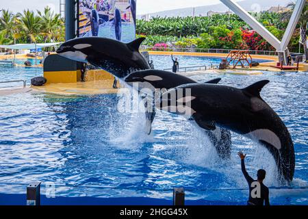 Les épaulards sautent de la piscine lors d'un spectacle au Loro Parque, à Tenerife Banque D'Images