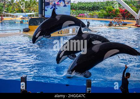 Les épaulards sautent de la piscine lors d'un spectacle au Loro Parque, à Tenerife Banque D'Images