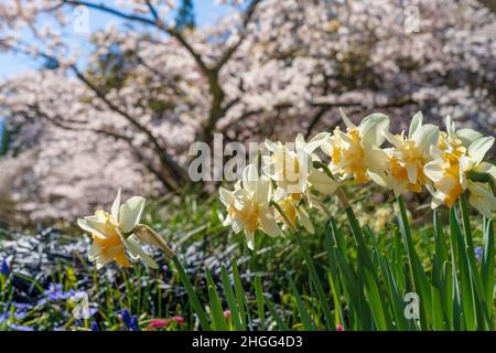 Pleine fleur Narcisse fleurs au printemps jour ensoleillé contre les cerisiers en fleurs flou arrière-plan. Banque D'Images