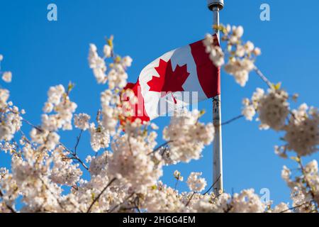 Drapeau national du Canada et fleurs de cerisier en pleine floraison.Concept de la vie urbaine canadienne au printemps. Banque D'Images