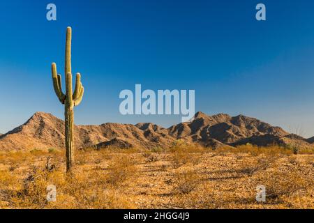 Giant saguaro, région de Margies Cove, Maricopa Mountains, Sonoran Desert National Monument, Arizona, États-Unis Banque D'Images