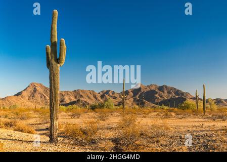 Giant saguaro, région de Margies Cove, Maricopa Mountains, Sonoran Desert National Monument, Arizona, États-Unis Banque D'Images