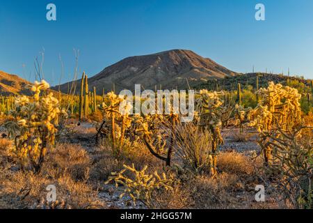 Table Top Mountain au lever du soleil, la corolle d'ours en peluche, les saguaros géants, Table Top Mountain Peak Trail, monument national du désert de Sonoran, Arizona, États-Unis Banque D'Images