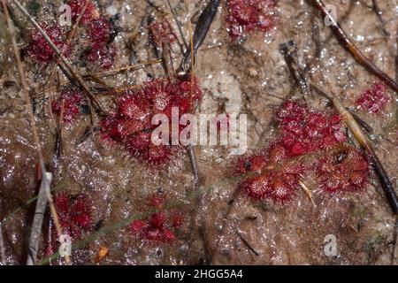 La plante carnivore Drosera admirabilis dans son habitat naturel dans le Kogelberg, au Cap occidental de l'Afrique du Sud Banque D'Images