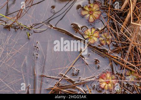 Quelques Drosera admirabilis verts (une plante carnivore de la famille Sundew) dans un habitat très humide vu dans le Kogelberg, Cap occidental de l'Afrique du Sud Banque D'Images