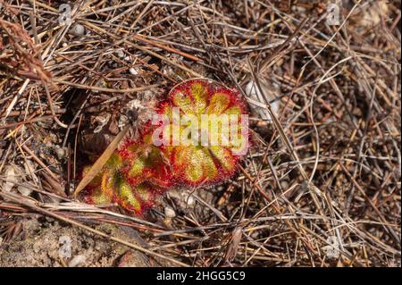 Rosette unique de Drosera aliciae dans son habitat naturel, Kogelberg, Cap occidental de l'Afrique du Sud Banque D'Images