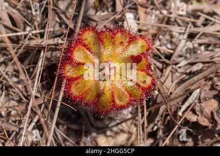 Portrait d'un seul spécimen de la plante carnivore Drosera aliciae vue dans le Kogelberg, dans le Cap occidental de l'Afrique du Sud Banque D'Images