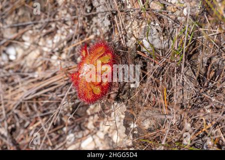 Drosera aliciae avec une tige vue dans le Kogelberg, Cap occidental de l'Afrique du Sud Banque D'Images