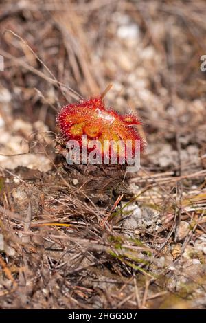 Gros plan de Drosera aliciae avec tige dans l'habitat naturel dans le Kogelberg au nord de Betty's Bay, dans le Cap occidental de l'Afrique du Sud Banque D'Images