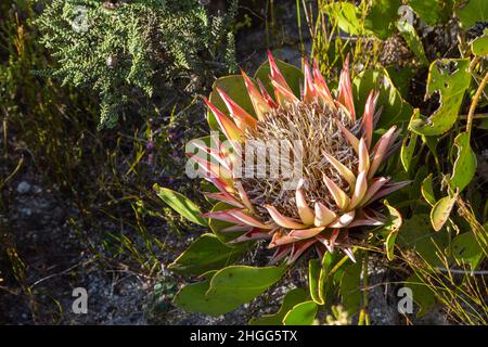 Fleurs sauvages d'Afrique du Sud : le roi Protea (Protea cynaroides) dans son habitat naturel dans le Kogelberg entre Kleinmond et Betty's Bay, Afrique du Sud Banque D'Images