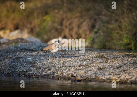 Rivière Lapwing, Vanellus duvaucelii, Uttarakhand, Inde Banque D'Images