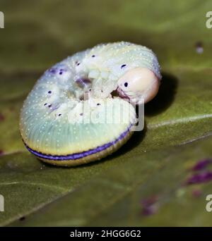chenille verte sur une feuille verte dans le jardin Banque D'Images
