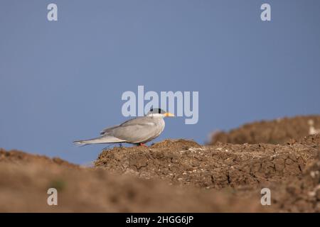 Tern, Sterna aurantia, Maharashtra, Inde Banque D'Images