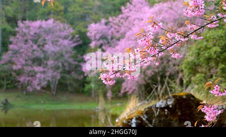 Magnifique parc pittoresque avec des cerisiers sakura et un lac de montagne vert Banque D'Images