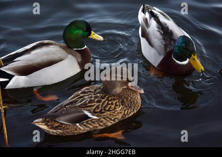 trois canards colverts nageant, diss, norfolk, angleterre Banque D'Images