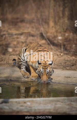 Tigre du Bengale royal, Panthera tigris, réserve de tigre de Pench, Maharashtra, Inde Banque D'Images