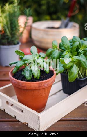 Herbes plantées au basilic dans des pots sur une table en bois.Plantation et jardinage au printemps.Plante en pot Banque D'Images