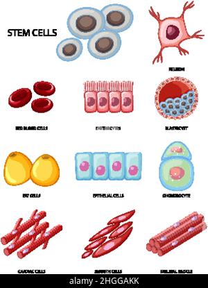 Types de cellules souches sur fond blanc illustration Illustration de Vecteur