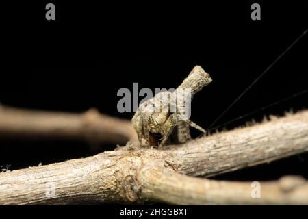 Araignée ORB weaver, Satara, Maharashtra, Inde Banque D'Images