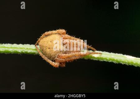 Araignée ORB weaver, Satara, Maharashtra, Inde Banque D'Images