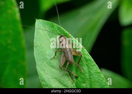 Nymph terrain de cricket, Satara, Maharashtra, Inde Banque D'Images