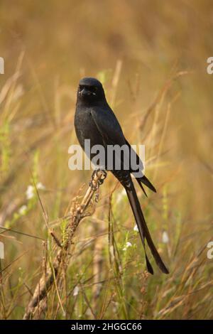 Drongo noir, Dicrurus macrocercus, Satara, Maharashtra, Inde Banque D'Images