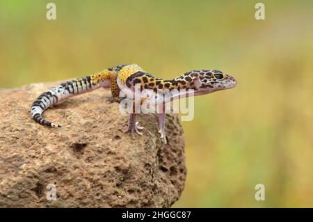 Gicko léopard indien, Eublepharis fuscus, Baramati Maharashtra Inde Banque D'Images