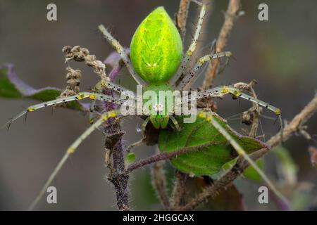 Araignée de lynx verte, espèce oxyops, Satara, Maharashtra, Inde Banque D'Images