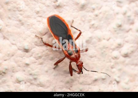 Insecte assassin rouge, Satara, Maharashtra, Inde Banque D'Images