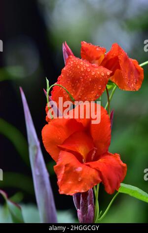 Fleur de Canna indica, communément connue sous le nom de grenaille indienne, Satara, Maharashtra, Inde Banque D'Images