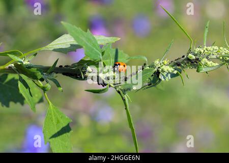 Coccinelle mangeant des pucerons sur la plante d'album de Chenopodium. Banque D'Images