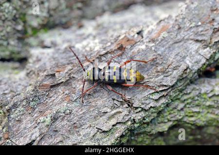 Macro photo d'un long scarabée à corne - Plagionotus detritus.Coléoptère sur l'écorce de chêne. Banque D'Images