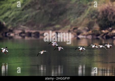 Chongqing, Chongqing, Chine.21st janvier 2022.Le 18 janvier 2022, au lac ouest de Jiangjin à Chongqing, le merganser chinois s'est envolé vers le fleuve Qihe pour l'hiver pendant dix années consécutives.depuis 2012, Qihe, dans la ville de Xihu, dans le district de Jiangjin à Chongqing, est devenu l'une des destinations hivernales du merganser chinois.En tant qu'espèce relique de glaciers tertiaires, le merganser chinois vit sur terre depuis au moins 10 millions d'années.C'est un oiseau unique et rare en Chine.C'est un animal sauvage protégé par clé nationale.Crédit : ZUMA Press, Inc./Alay Live News Banque D'Images