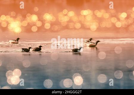 Chongqing, Chongqing, Chine.21st janvier 2022.Le 18 janvier 2022, au lac ouest de Jiangjin à Chongqing, le merganser chinois s'est envolé vers le fleuve Qihe pour l'hiver pendant dix années consécutives.depuis 2012, Qihe, dans la ville de Xihu, dans le district de Jiangjin à Chongqing, est devenu l'une des destinations hivernales du merganser chinois.En tant qu'espèce relique de glaciers tertiaires, le merganser chinois vit sur terre depuis au moins 10 millions d'années.C'est un oiseau unique et rare en Chine.C'est un animal sauvage protégé par clé nationale.Crédit : ZUMA Press, Inc./Alay Live News Banque D'Images