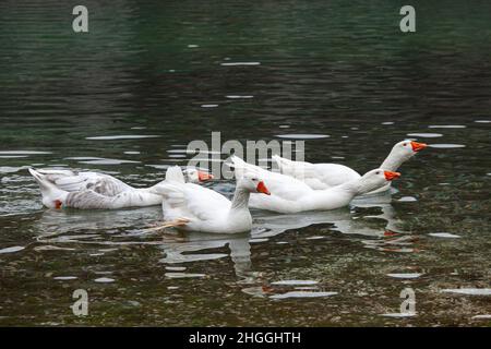 Les oies sauvages avec plumage blanc nagent dans les eaux claires du lac San Domenico.Villalago, province de l'Aquila, Abruzzes, Italie, Europe Banque D'Images