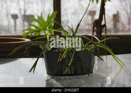 Une maison saine et verte qui pousse près de la fenêtre. Banque D'Images