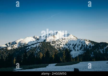 Sommet et pré enneigés dans la forêt de conifères des montagnes, printemps Banque D'Images