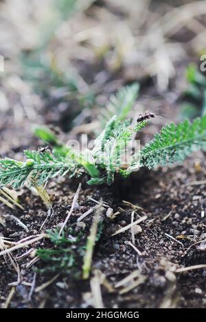 Les fourmis sauvages rampent sur les feuilles vertes de la plante yarrow dans le parc d'été Banque D'Images