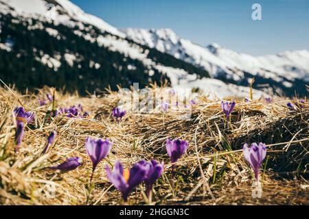 Sommets enneigés dans les montagnes, fleurs violettes, printemps Banque D'Images