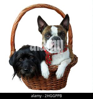 Deux petits chiens, un petit schnauzer et un terrier de Boston dans un panier Banque D'Images