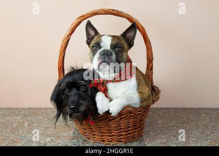 Deux petits chiens, un petit schnauzer et un terrier de Boston dans un panier Banque D'Images