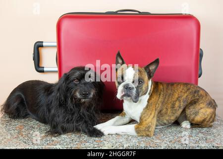Deux chiens, de petits schnauzers et un terrier de Boston avec une grande valise rouge.Concept de voyage avec les chiens Banque D'Images