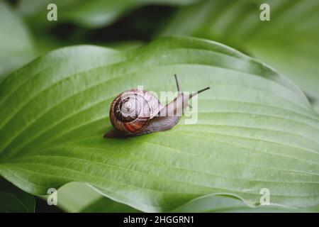 Escargot dans le jardin rampant sur une feuille verte de plante hosta. Banque D'Images