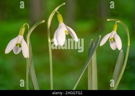 Goutte d'eau commune (Galanthus nivalis), trois fleurs, Allemagne, Bavière Banque D'Images