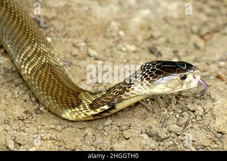 Cobra à cracher indochois, Cobra siamois (Naja siamensis), portrait, Thaïlande, Parc national Khao Yai Banque D'Images