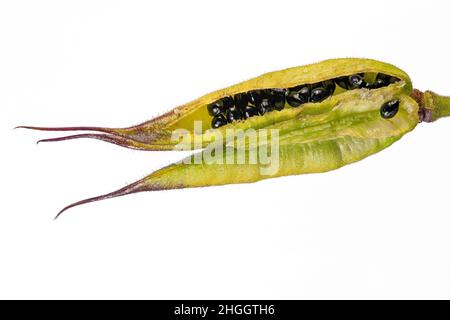 European columbine (Aquilegia vulgaris), fruits ouverts avec des graines, coupé, Allemagne Banque D'Images