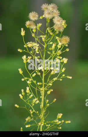 Cheval, fleabane canadien (Conyza canadensis, Erigeron canadensis), inflorescence fructification, Allemagne, Bavière Banque D'Images